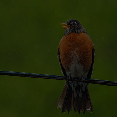 American Robin