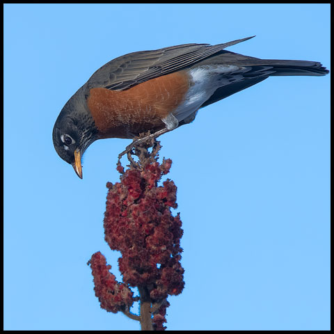 American Robin