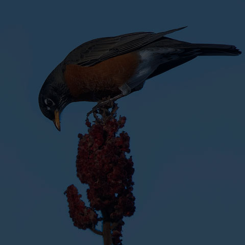 American Robin