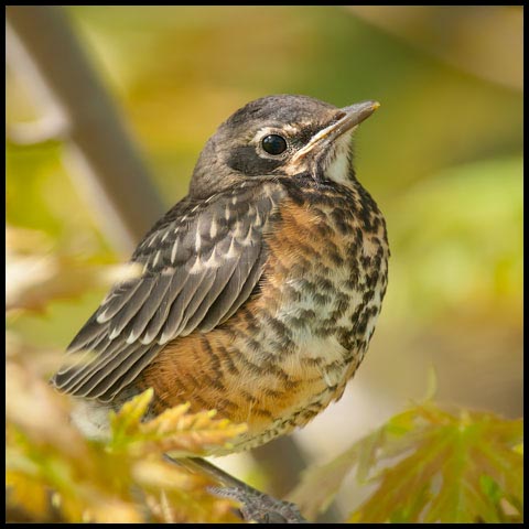 American Robin