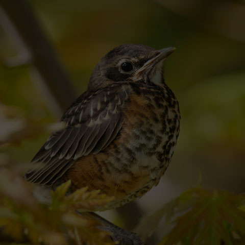 American Robin