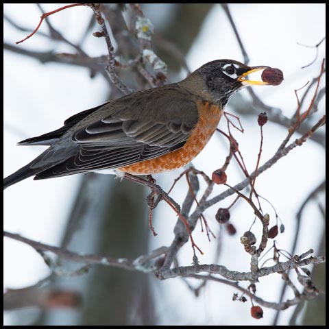American Robin