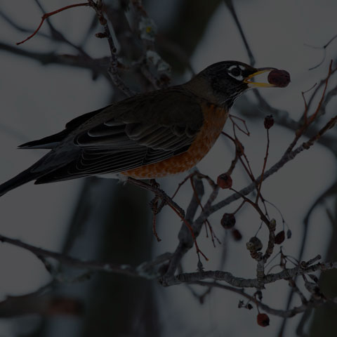 American Robin