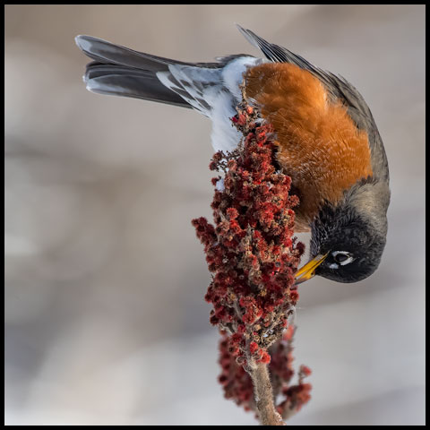 American Robin
