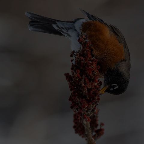 American Robin