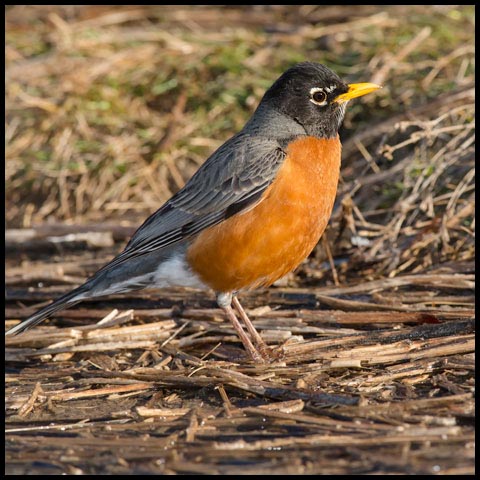 American Robin