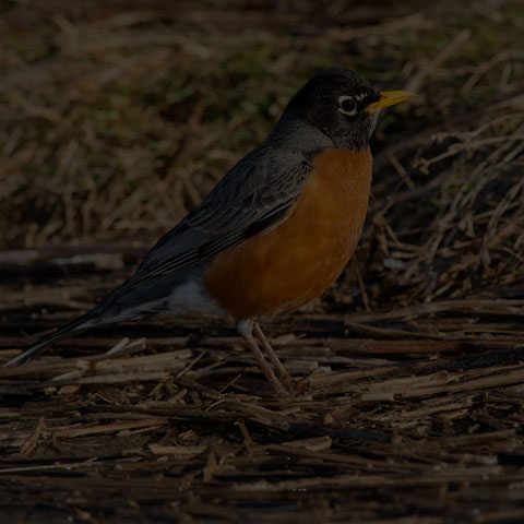 American Robin
