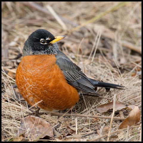American Robin
