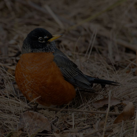 American Robin