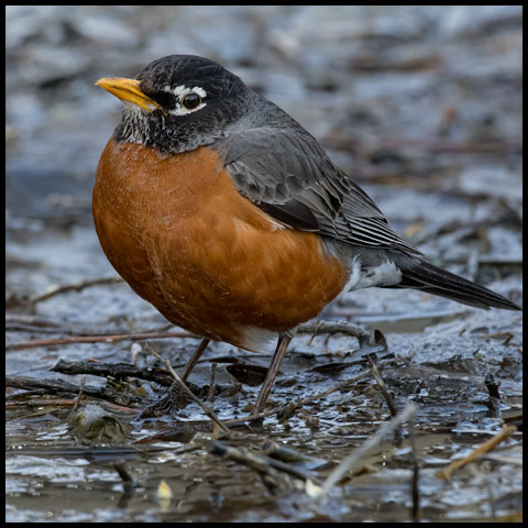 American Robin