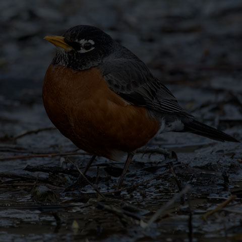 American Robin