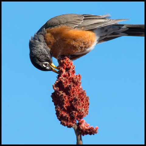American Robin