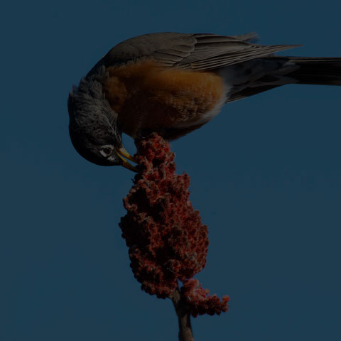 American Robin