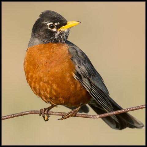 American Robin
