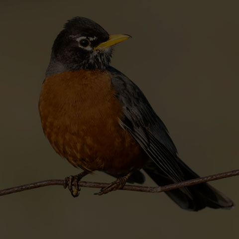 American Robin