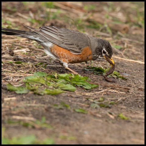 American Robin