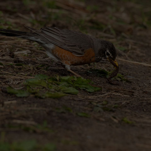American Robin