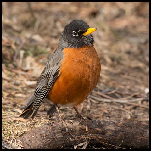 American Robin