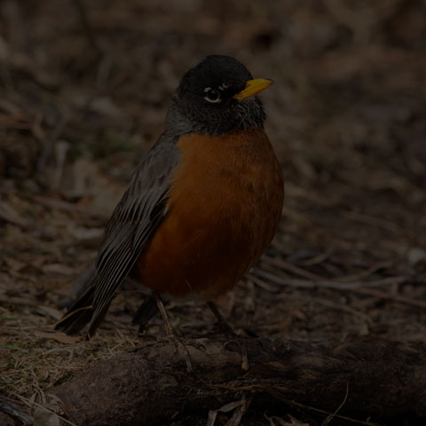 American Robin