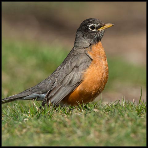 American Robin