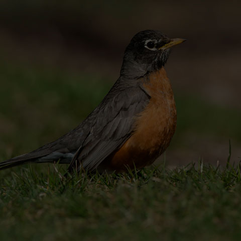 American Robin