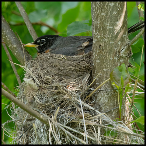 American Robin