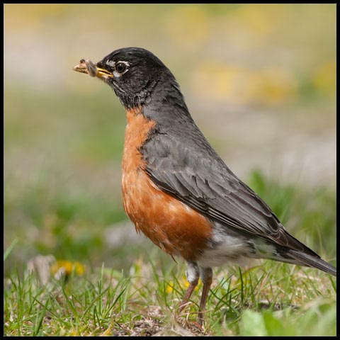 American Robin