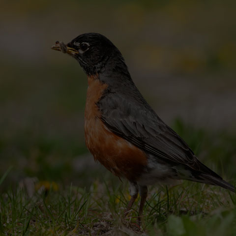 American Robin