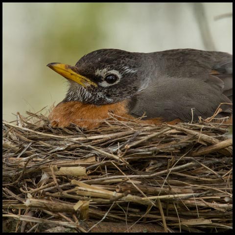American Robin