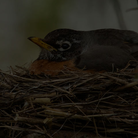 American Robin