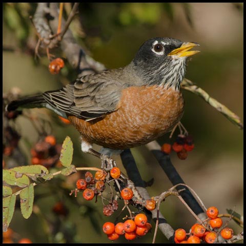 American Robin
