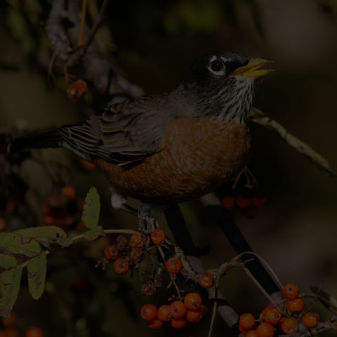 American Robin