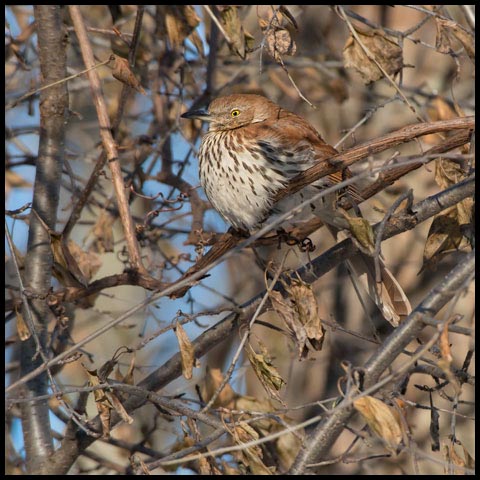 Brown Thrasher