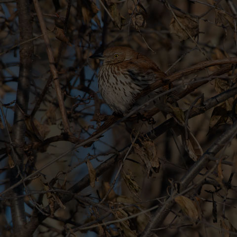 Brown Thrasher