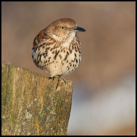 Brown Thrasher