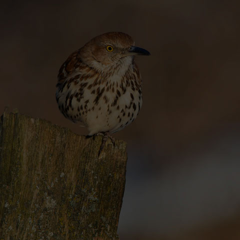 Brown Thrasher