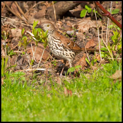 Brown Thrasher