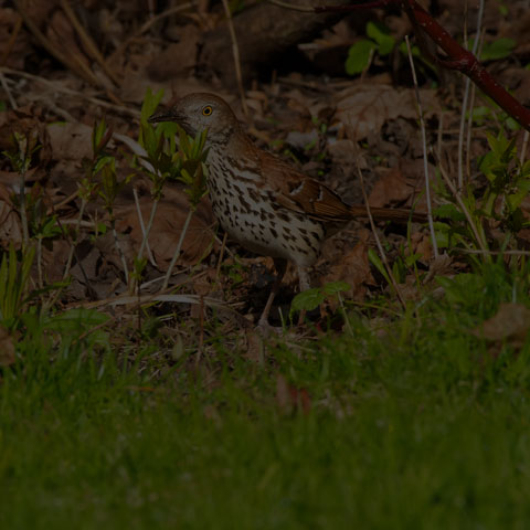 Brown Thrasher