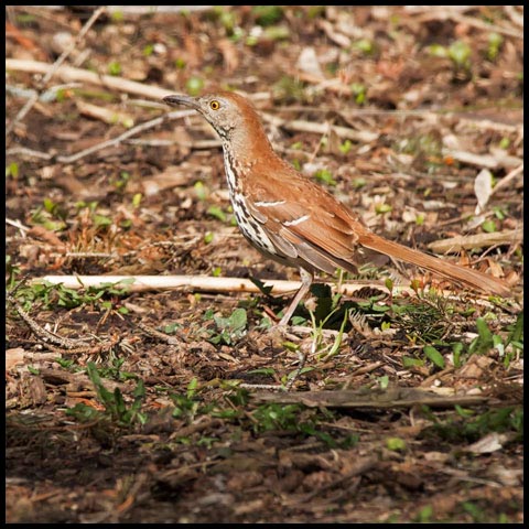 Brown Thrasher