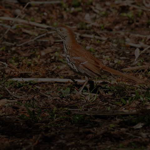 Brown Thrasher