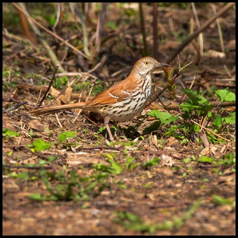 Brown Thrasher