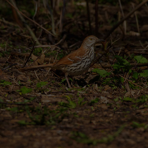 Brown Thrasher