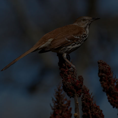 Brown Thrasher