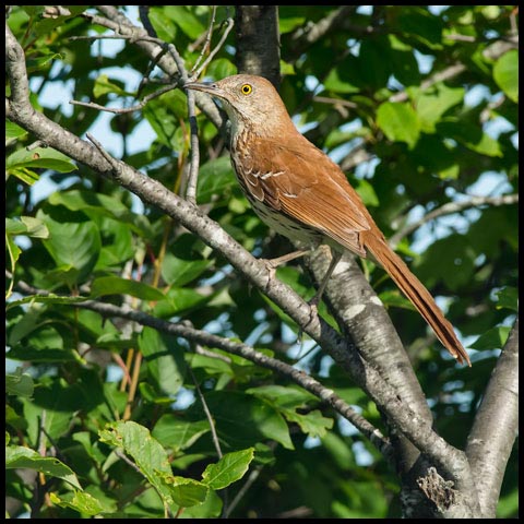 Brown Thrasher