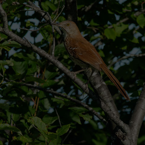 Brown Thrasher