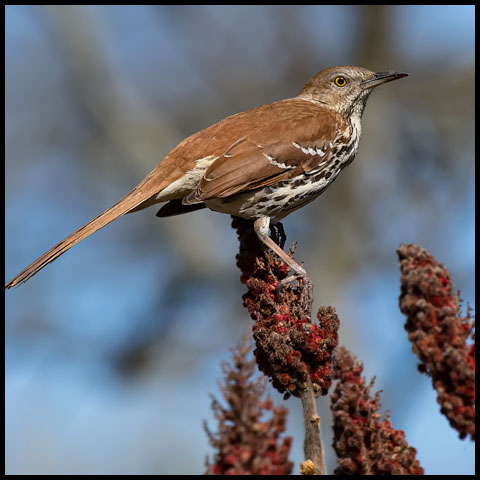 Brown Thrasher