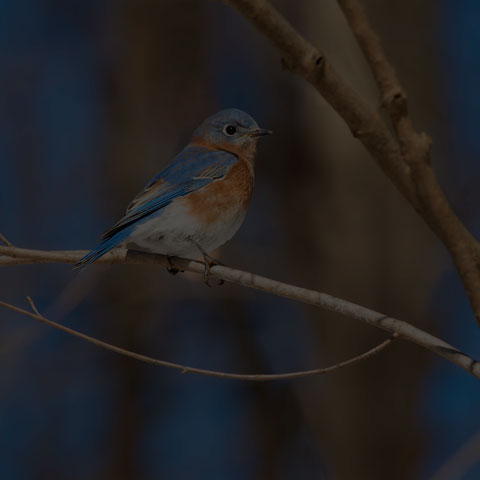 Eastern Bluebird