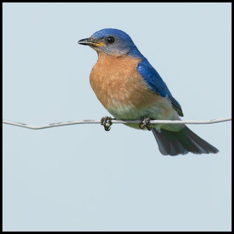 Eastern Bluebird