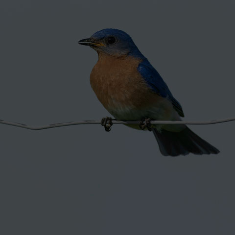 Eastern Bluebird