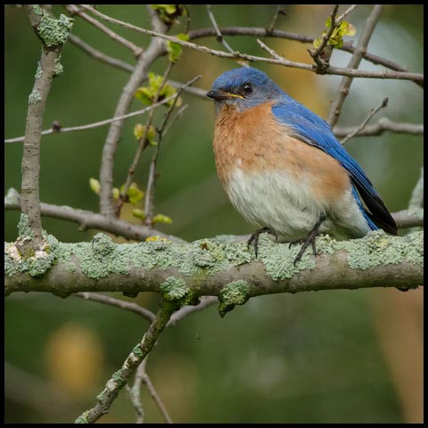 Eastern Bluebird